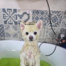 그루머공간 이미지