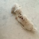 프레셔스독 이미지