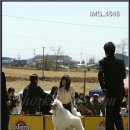 핑코애견 이미지