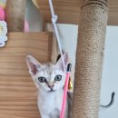 비브레이브 이미지