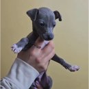 동물에반하다동물병원 | 보은강아지 이탈리안 그레이하운드 분양, 대전 동양 애견에서 만난 우리 아이