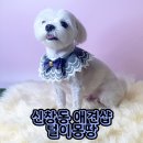 털이몽땅 이미지