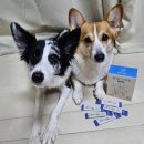 안가지울1소교량 | (강아지 영양제 추천)울애기쌩쌩 강아지항산화제 급여후기