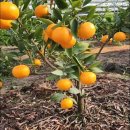 거성농장 이미지