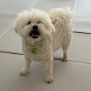 그루밍멍멍 이미지