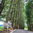 보리수카페 이미지