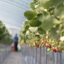 상석 농장 이미지