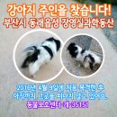 강아지 주인을 찾습니다/믹스견/부산시 동래구 동래문화회관 옆 동래읍성 올라가는 산책로, 장영실 해시계 옆 공터 이미지