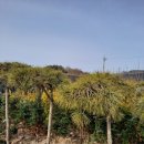 천국나무농원 이미지