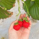 숲속에 딸기. 경기도 광주 딸기 농장 내돈내산 체험 후기 🍓