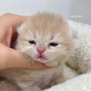 네코모리 이미지