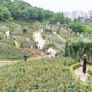 수업알림(야외수업-부천 백만송이 장미원) 이미지