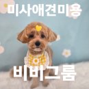 비비도리스 애견샵 | 하남미사애견미용 비비그룸에서 우리 강아지 예쁘게 변신한 날