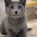 라온캣 대구고양이분양 낭만펫 강아지분양 대구점 이미지