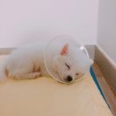 윤성철동물병원 | 반려견 폼피츠 두부의 중성화 수술이야기