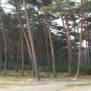 안면도자연휴양림 이미지