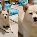 멍멍이가족 이미지