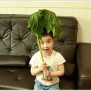 그린파파야 이미지