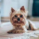 민락동물병원 이미지