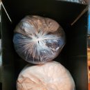 그레이스텔 이미지