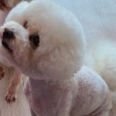 변신하개 이미지