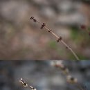 식물향기
