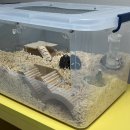 햄토피아 천안 불당점 이미지