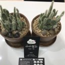 아이블리 이미지