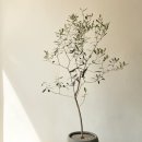 올리브나무 이미지