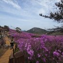 대구 비슬산 대견봉 ~ 260423 이미지