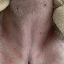 행복튼튼동물병원 이미지