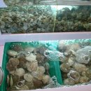 서해사랑 이미지