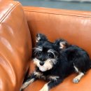 강아지 그리다 이미지