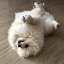 블루멍 펫 테라피 이미지