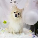 늘이쁘개 이미지