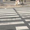 몽시떼루 네이버블로그
