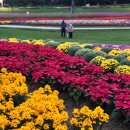 순천만의 추억 | [공지] 순천만국가정원 입장료 및 주차 꿀팁 저녁까지 즐겼던 솔직후기