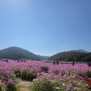 전남 화순군 도곡면 고인돌유적지 공원 꽃 축제 탐방/2025.10. 24.금 이미지