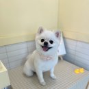 멍투유 이미지