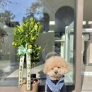 그루밍무무 이미지