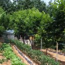 길원농장 이미지