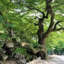 연풍IC주유소 이미지