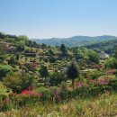 이리산소 이미지