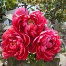 목란농장 이미지