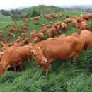 (주)한우 이미지