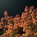 오백원(500원)양꼬치 이미지