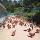 최병철 농장 이미지