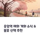 매화시장 | 응암역 하동매실거리 매화 만개, 지금 가야 할 이유