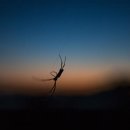 노고록이 이미지