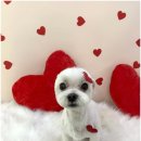 애견미장원 이미지